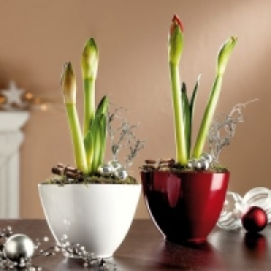 Amaryllis Arrangement 7.99 €