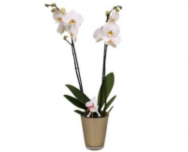 Aldi Süd  GARDENLINE®Orchidee im Glastopf