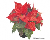Aldi Süd  GARDENLINE®Weihnachtliche Blühpflanze mit Glitter