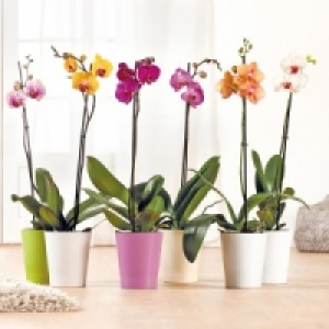 Orchidee Phalaenopsis 4.99 €