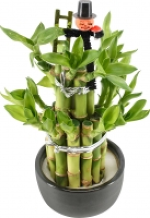 Lucky Bamboo 3.99 €