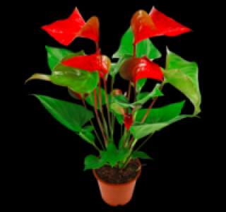 Flamingo&shy;blume 4.99&nbsp;&euro;