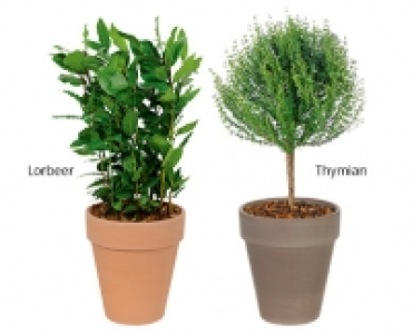 GARDENLINE®Gewürzstämmchen im Terrakottatopf 4.99 €