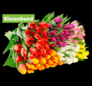 Tulpen 3.99 €