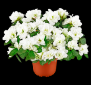 Azaleen 1.99&nbsp;&euro;