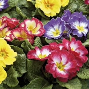 Primel 1.29&nbsp;&euro;