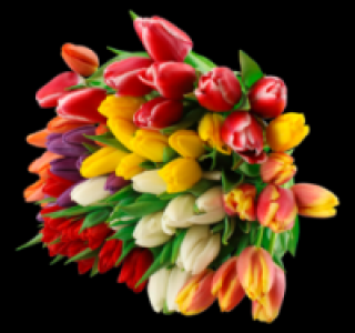 Tulpen 1.89 €