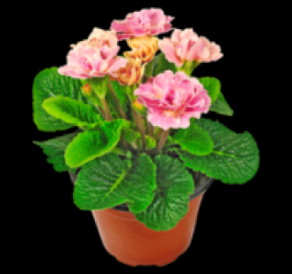 Primeln 0.99 €