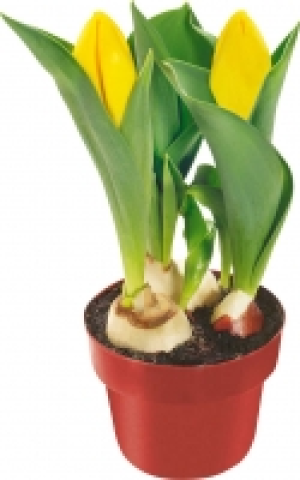 Zwiebelpflanzen 0.99&nbsp;&euro;