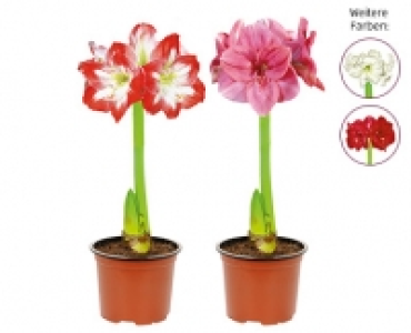 GARDENLINE®Amaryllis 2.39 €