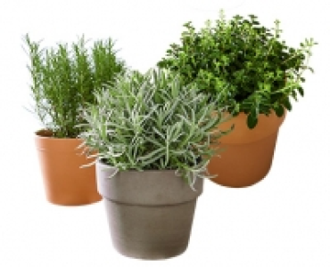 GARDENLINE®Gewürzkräuter im Terrakottatopf 1.99 €