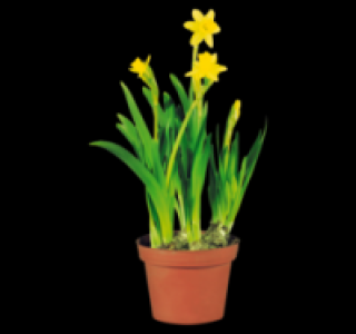 Narzisse 1.49&nbsp;&euro;