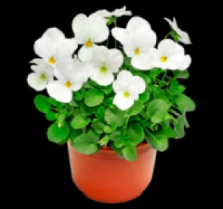 Hornveilchen 0.79 €