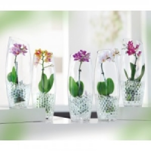 Mini-Phalaenopsis 4.99&nbsp;&euro;