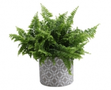GARDENLINE®Pflanze in Trendkeramik 4.99 €