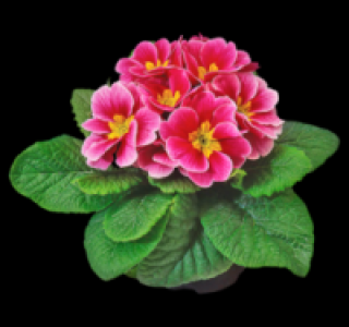 Primel 0.99&nbsp;&euro;