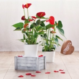 Flamingoblume Anthurie 4.99 €