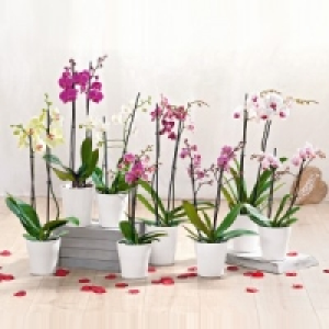 Orchidee mit 2 Rispen 6.99 €