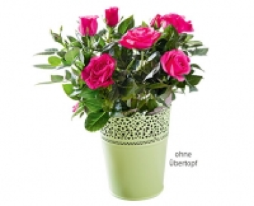 GARDENLINE®Topfrose 2.99 €