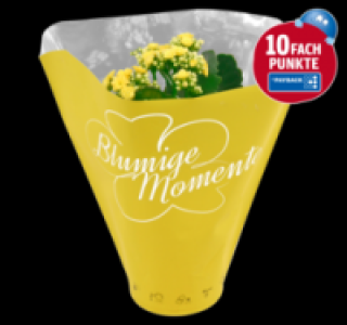 Verschiedene Bl&uuml;hpflanzen 2.49&nbsp;&euro;