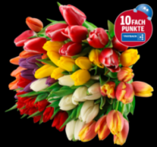 Tulpen 1.89 €