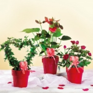 Valentinspflanzen 5.99 €