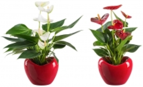 Flamingoblume in Herzkeramik 5.99 €