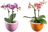 Kaufland  Mini Schmetterlingsorchidee in Keramik