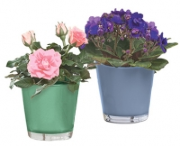 GARDENLINE®Mini-Pflanze im Glastopf 1.99 €