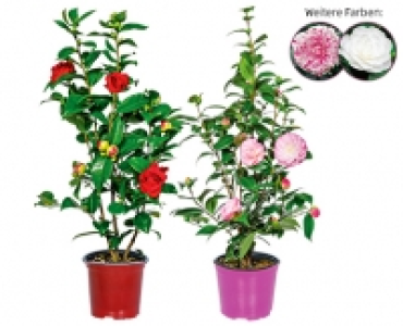 GARDENLINE®Kamelie 9.99 €