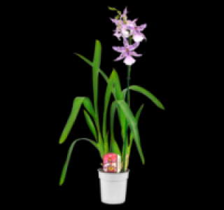 Wunderschöne Orchideen 6.99 €