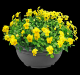 Hornveilchen 2.49 €