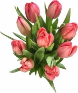Tulpen 1.99 €