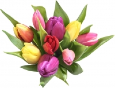 Tulpen 2.99 €