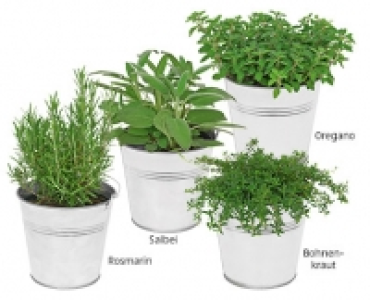 GARDENLINE®Italienische Gewürzkräuter 2.99 €
