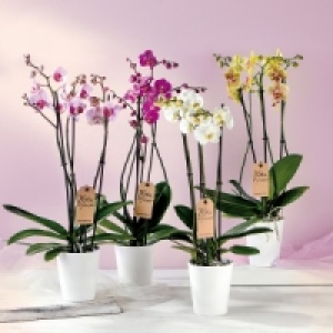 Orchidee Phalaenopsis 8.99 €