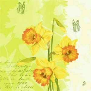 Duni Zelltuch-Servietten 12.79 €