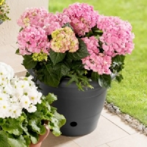 Blumentopf Flora 4.99 €