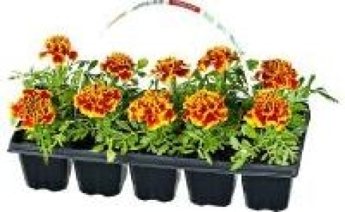 Beetpflanzen 1.79&nbsp;&euro;