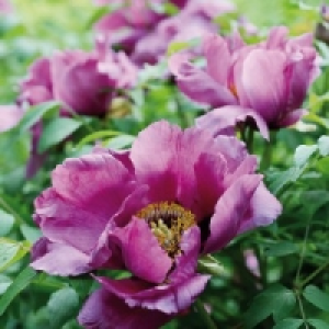 Edle Baumpfingstrose 5.99 €