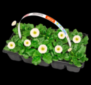 Gänseblümchen 1.99 €