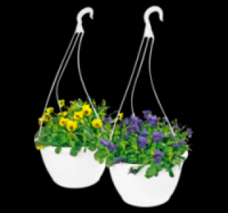 Hornveilchen 4.49 €