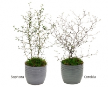 Aldi Süd  GARDENLINE®Zickzackstrauch und Schnurbaum