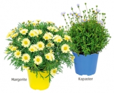 GARDENLINE®Italienischer Blühmix 2.99 €