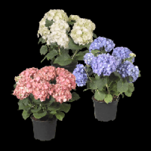 Aldi Nord Garden Feelings Hortensien-Busch