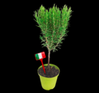 Italienische Stämmchen 4.99 €