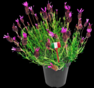 Schmetterlingslavendel 2.99 €