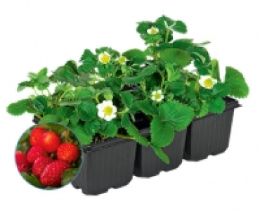 Aldi Süd  GARDENLINE®Erdbeerpflanzen, 6er-Tray