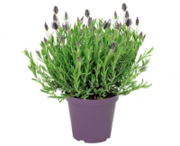 GARDENLINE®Italienischer Schopf-Lavendel 2.59 €