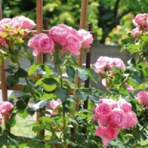 Gartenrosen 2.59 €